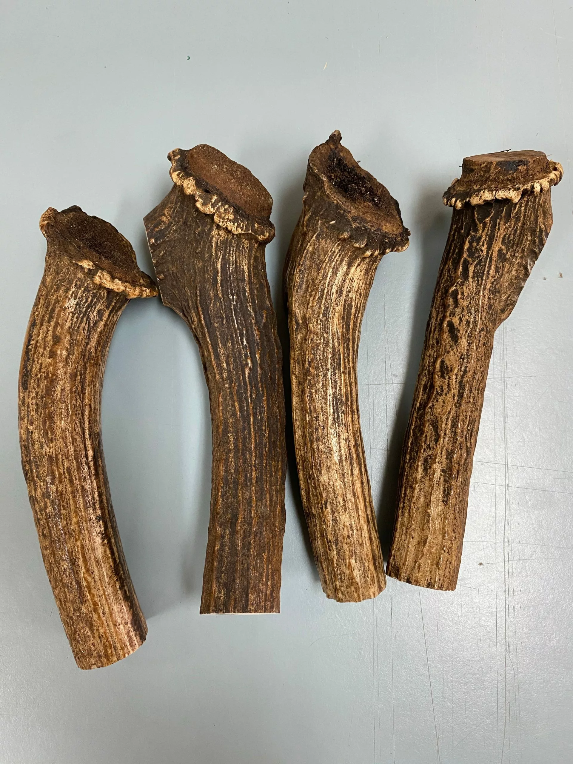 Sambar Stag Rounds 1 Sambar Stag Rounds